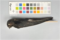 藏品(小雨燕)的圖片